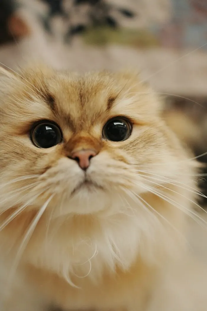Cats Don't Recognize Their Names