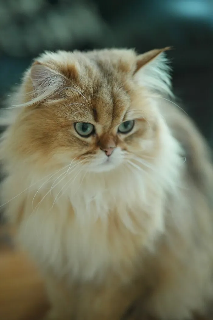 Cats Hate People