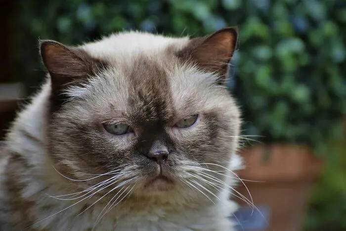 Cats Are Spiteful When They Misbehave