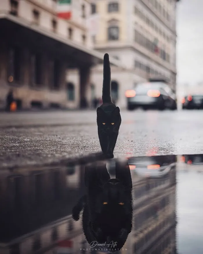 This Artist Turns Animals, Objects, And Landscapes Into Surreal Digital Worlds (34 Pics)