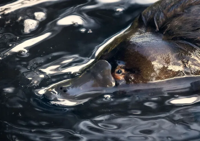 A Natural Wetsuit By Alex Wheeler