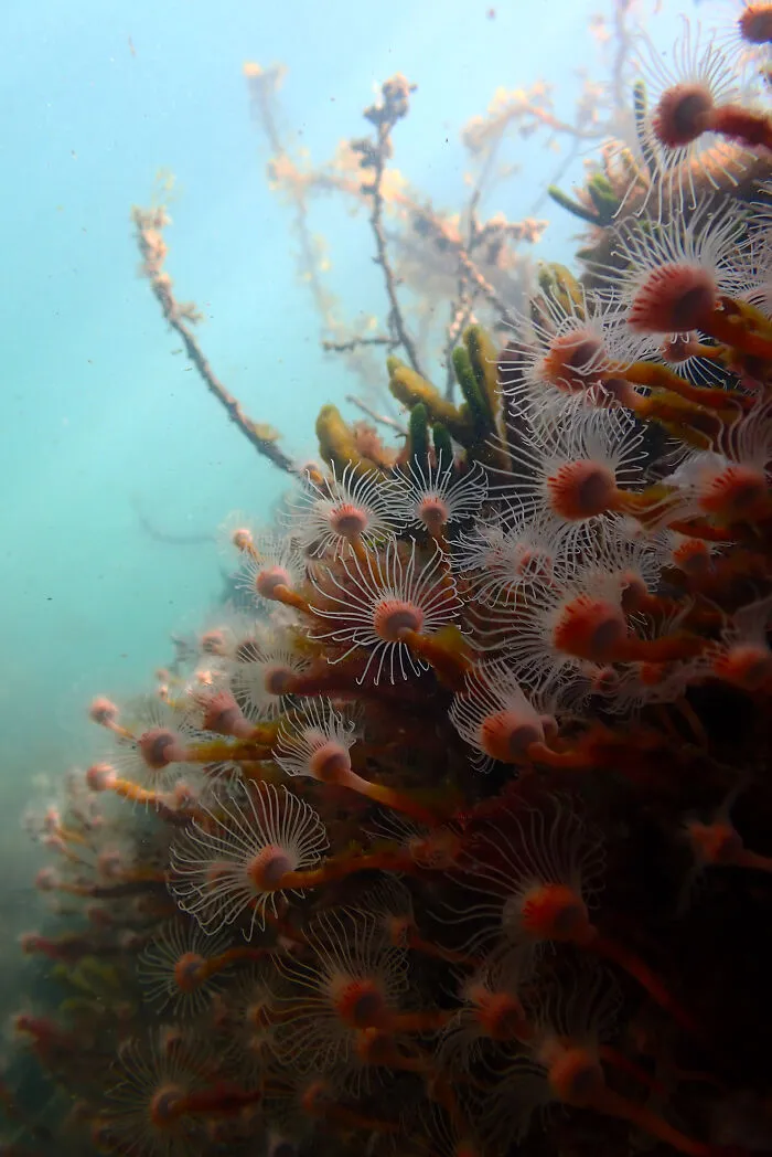 Underwater Bouquet By Alison Mcneice