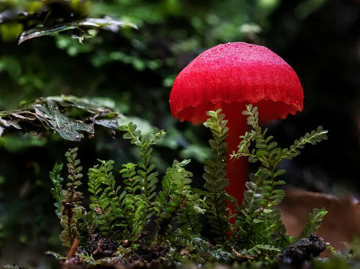 Hygrocybe Firma By Charlie Chadwick