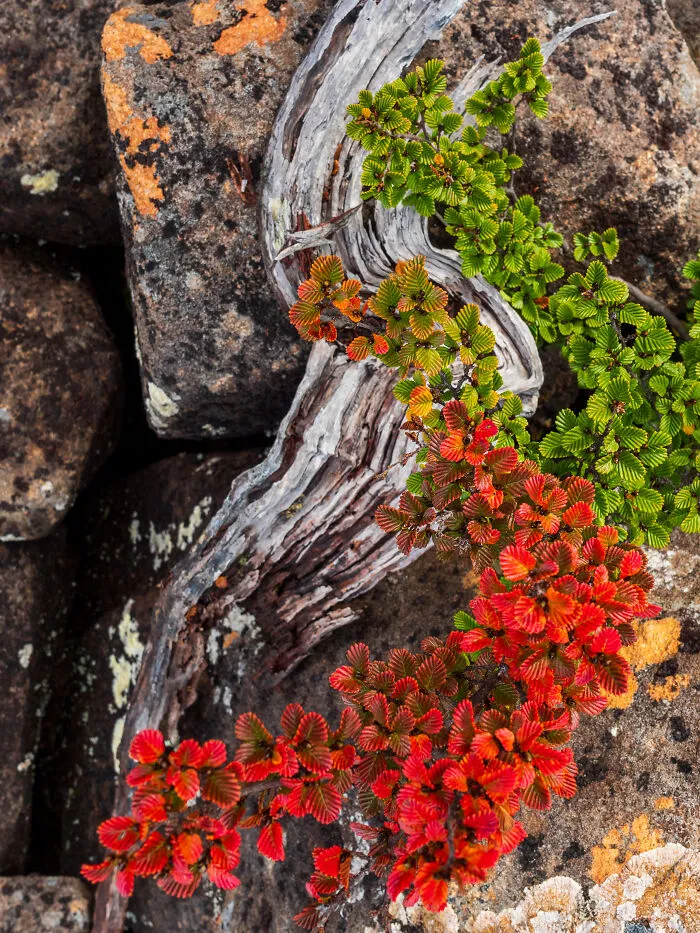 Alpine Overture By Chelsea Bell