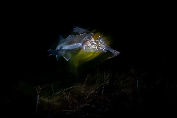 A Ghostly Chimaera By Daniel Van Duinkerken