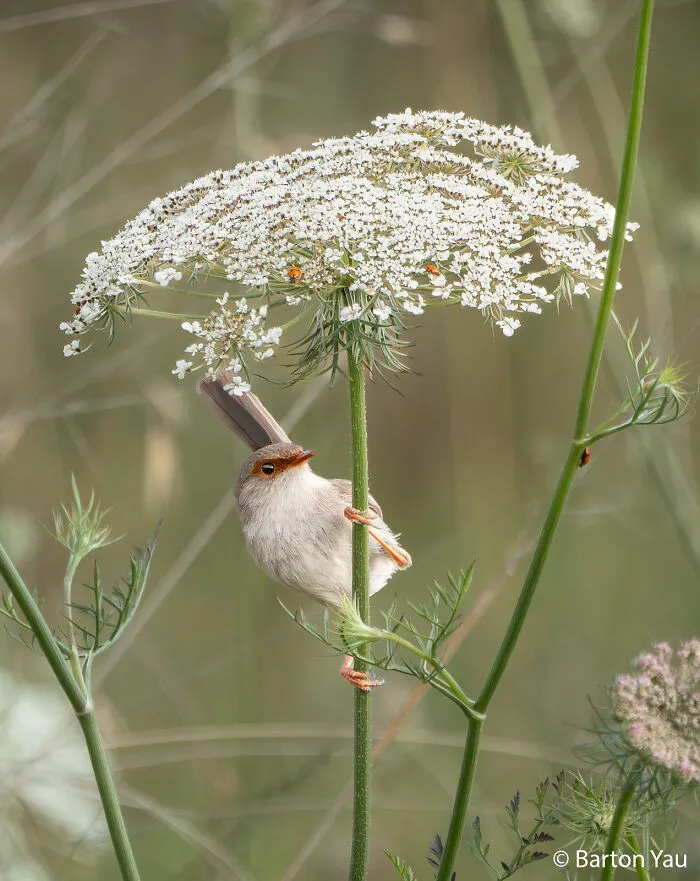 Animals In Nature: Under The Umbrella By Barton Yau