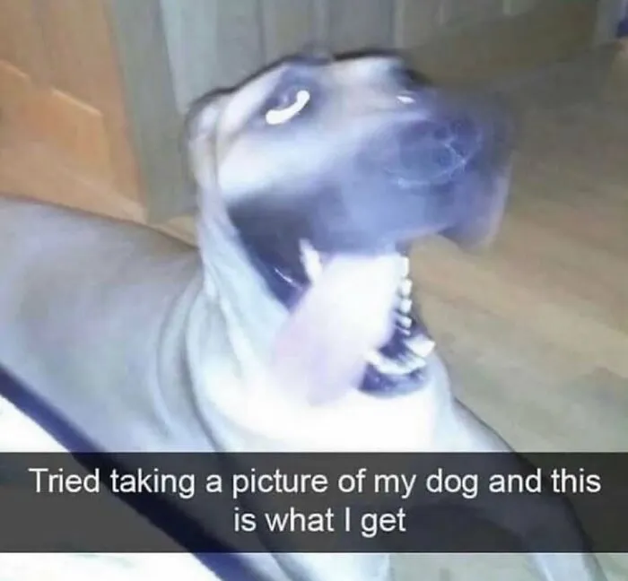 Thousands Of People Follow This Page For Its Chaotic And Funny Pics, Here Are 99 Of The Best Ones