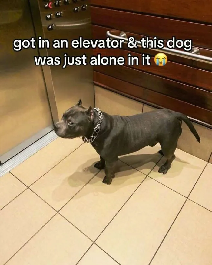 Thousands Of People Follow This Page For Its Chaotic And Funny Pics, Here Are 99 Of The Best Ones