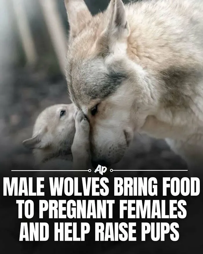 63 Incredible Facts About Animals That May Make You Appreciate Nature More