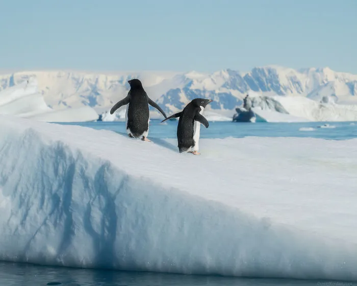 This Photographer Captured 42 Dreamlike Images Of Antarctica