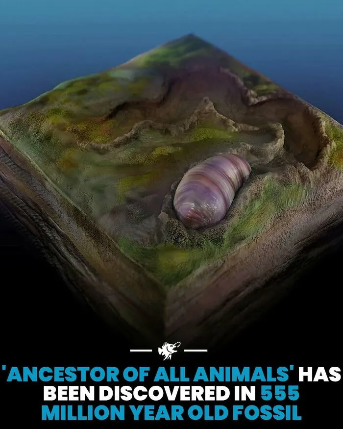 555 million year old fossil ancestor of all animals discovery deep ocean