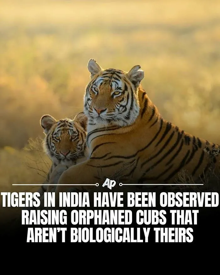 63 Incredible Facts About Animals That May Make You Appreciate Nature More
