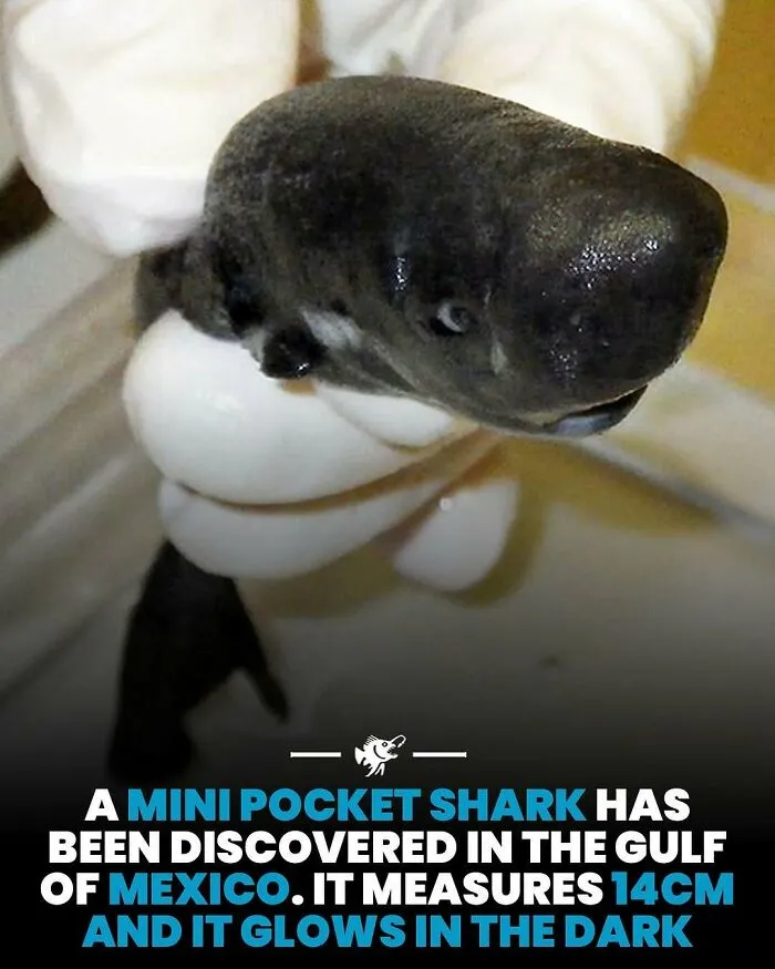 Mini pocket shark discovered in Gulf of Mexico glowing in the dark at 14 cm