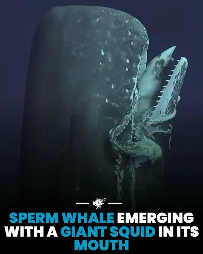 Sperm whale surfacing with a giant squid in its mouth deep ocean encounter