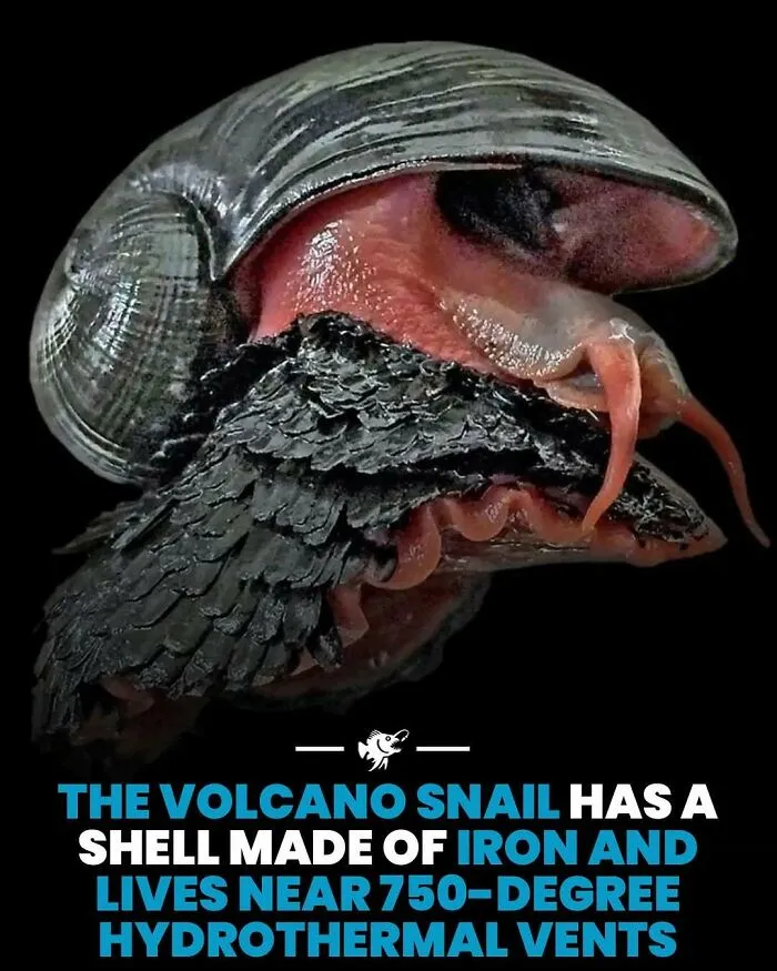 Volcano snail with iron shell lives near 750-degree hydrothermal vents