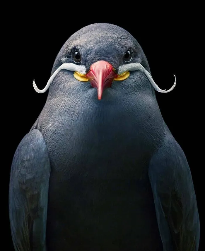 Inca Tern