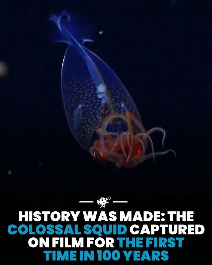Colossal squid captured on film for the first time in 100 years