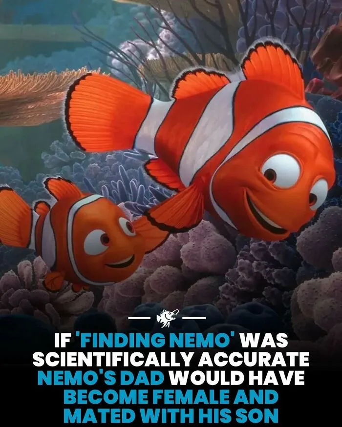 Finding Nemo facts reveal Nemo's dad would become female and mate with his son