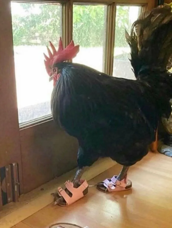73 Cursed Images From This Weird Corner Of The Internet (New Pics)