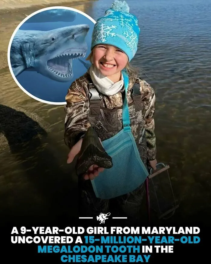 9-year-old girl finds 15-million-year-old megalodon tooth in Chesapeake Bay