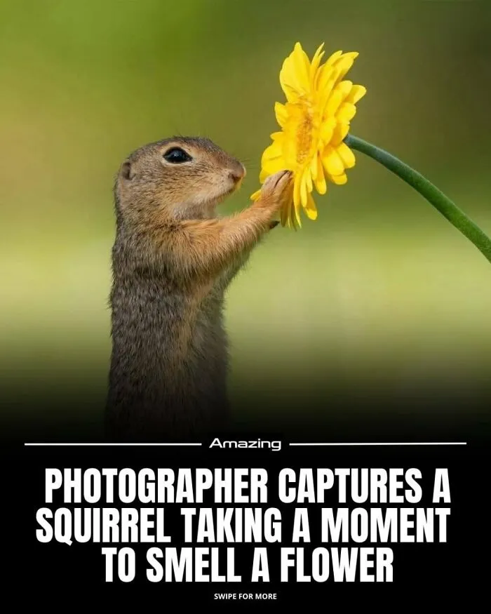 Photographer Captures A Squirrel Taking A Moment To Smell A Flower