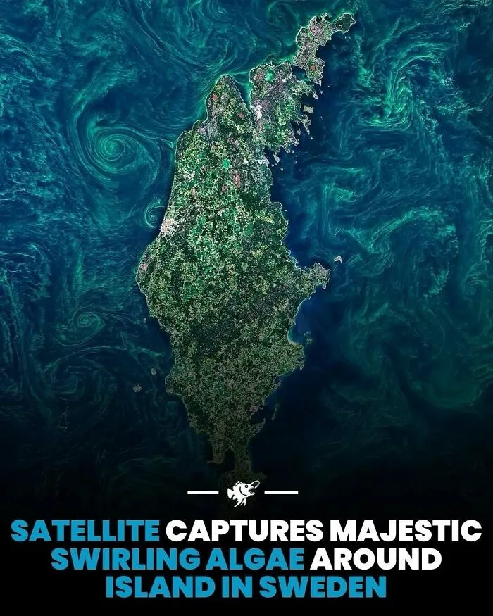 Satellite image capturing majestic swirling algae around an island in Sweden