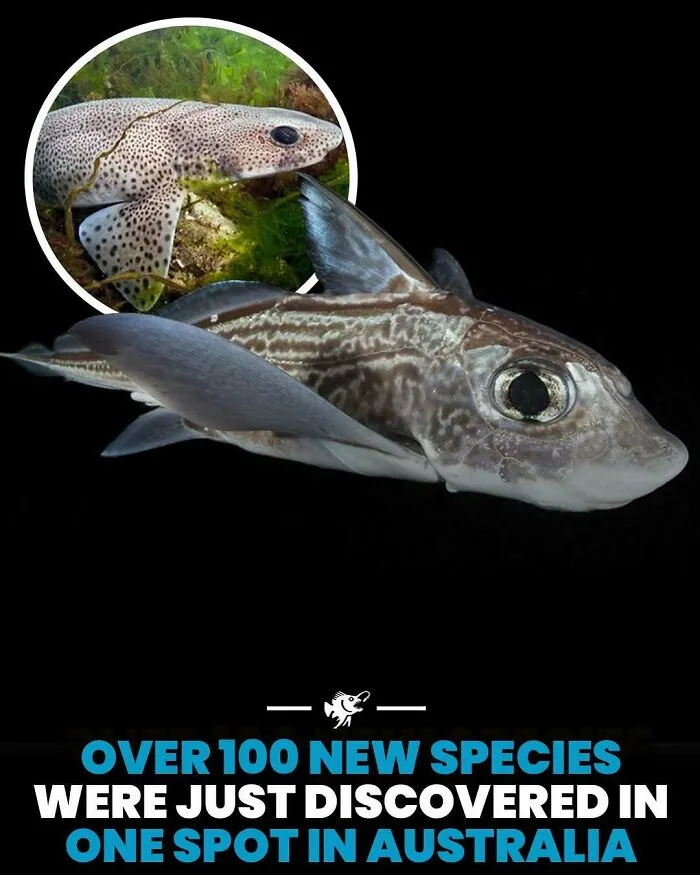 Over 100 new deep ocean species discovered in one spot in Australia with fish images