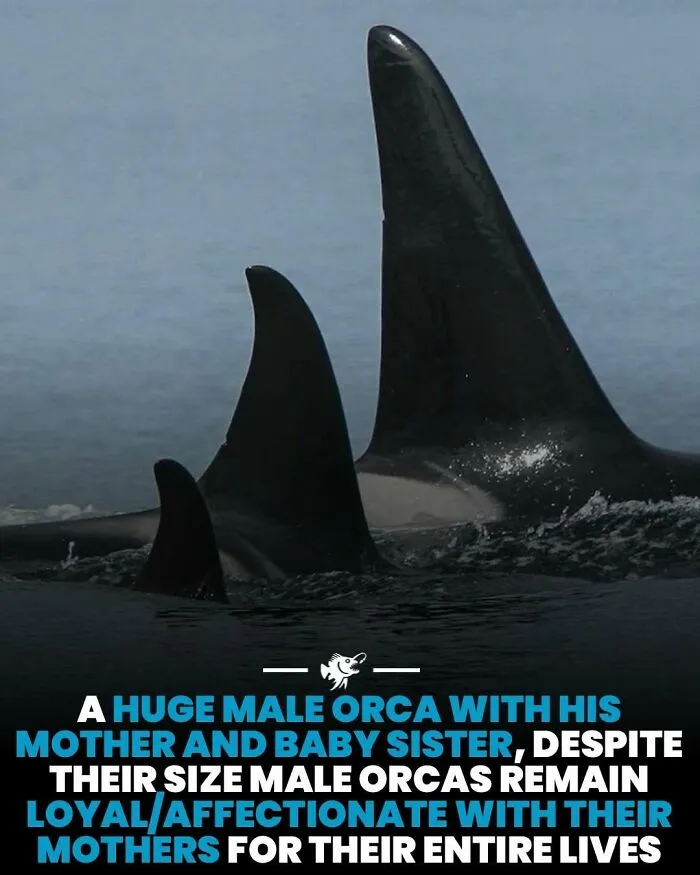 Huge male orca with mother and baby sister showing lifelong loyalty