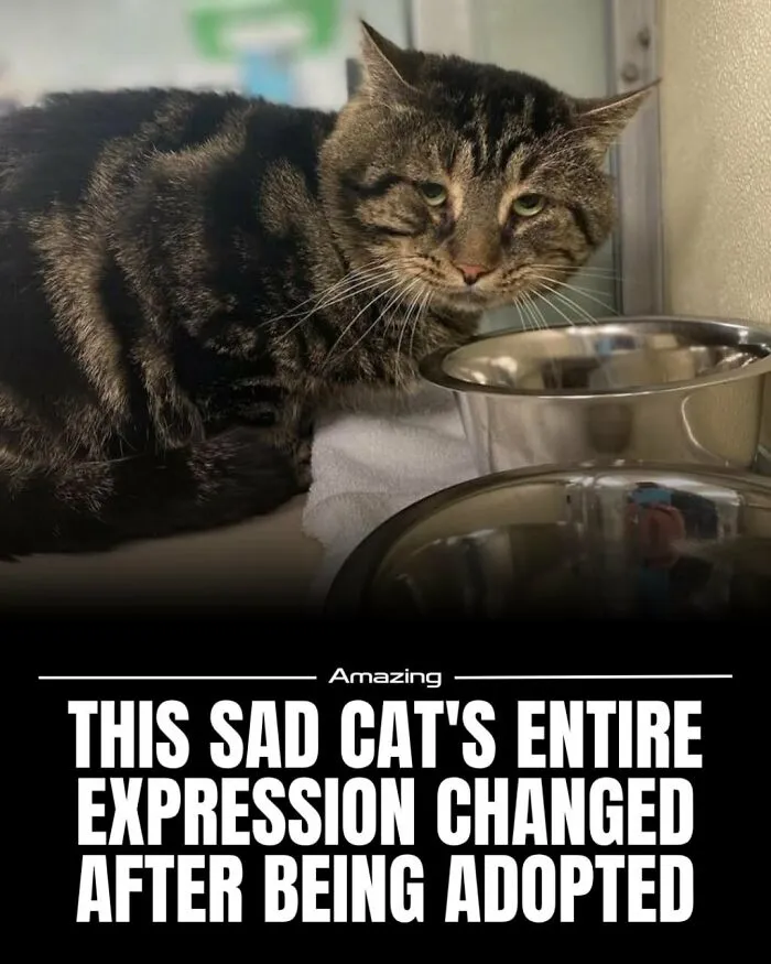 This Sad Cat's Entire Expression Changed After Being Adopted