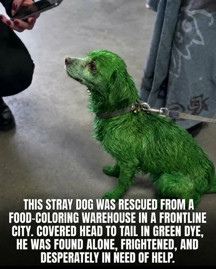 “Stands Like A Human”: 35 Surprising Facts And Stories About Animals That Might Teach You Something New