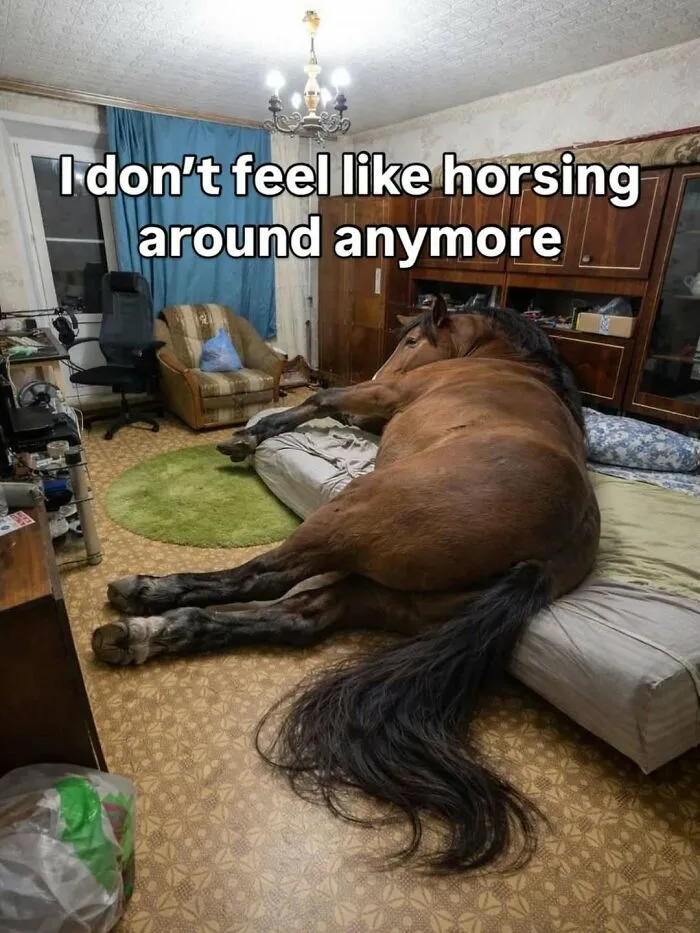Large horse lying on a bed with text about not horsing around funny screenshot