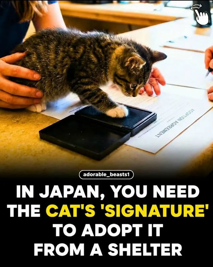 “Stands Like A Human”: 35 Surprising Facts And Stories About Animals That Might Teach You Something New