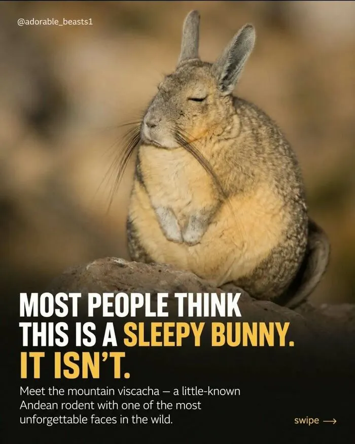 “Stands Like A Human”: 35 Surprising Facts And Stories About Animals That Might Teach You Something New