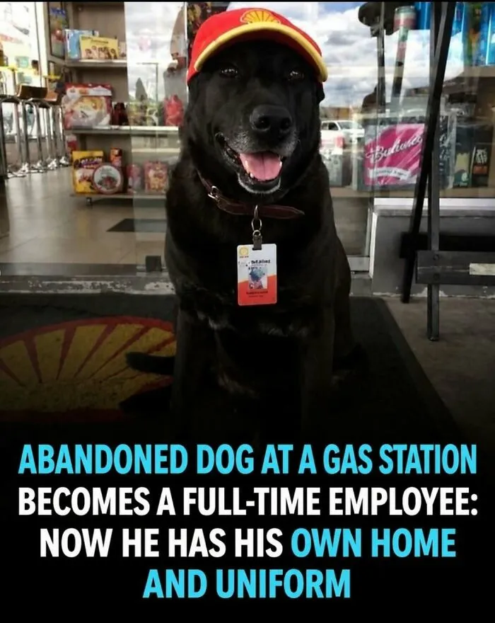 “Stands Like A Human”: 35 Surprising Facts And Stories About Animals That Might Teach You Something New