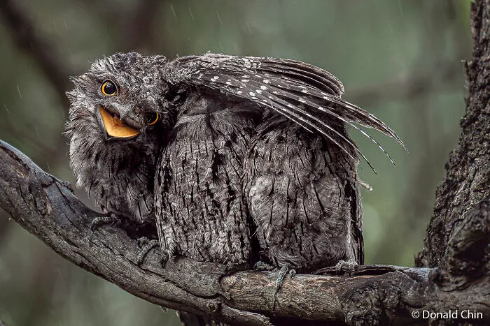 Animals In Nature: Feathered Refuge By Donald Chin