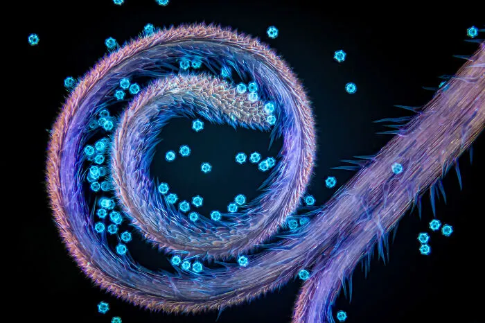 “Stigma Of Chicory With Pollen Grains” By Gerd Günther