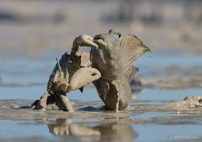 Animal Behaviour: Crab Attack  By Emma Parker
