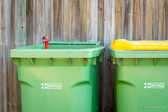Our Impact: Bin Turkey By Emma Perry