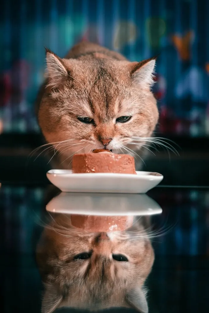Refusing Favorite Food
