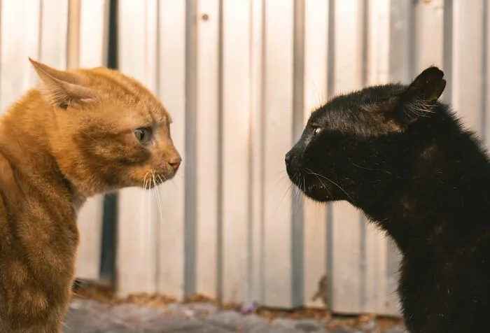 Fighting With Other Cats