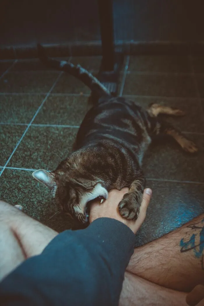 Petting Aggression