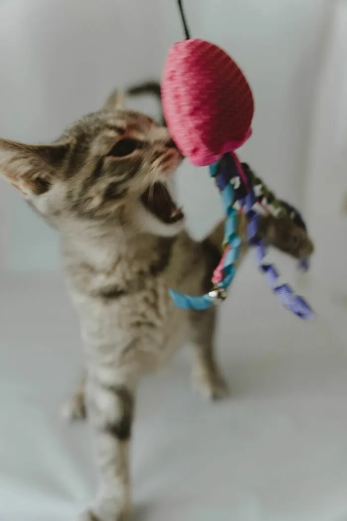 Play Aggression