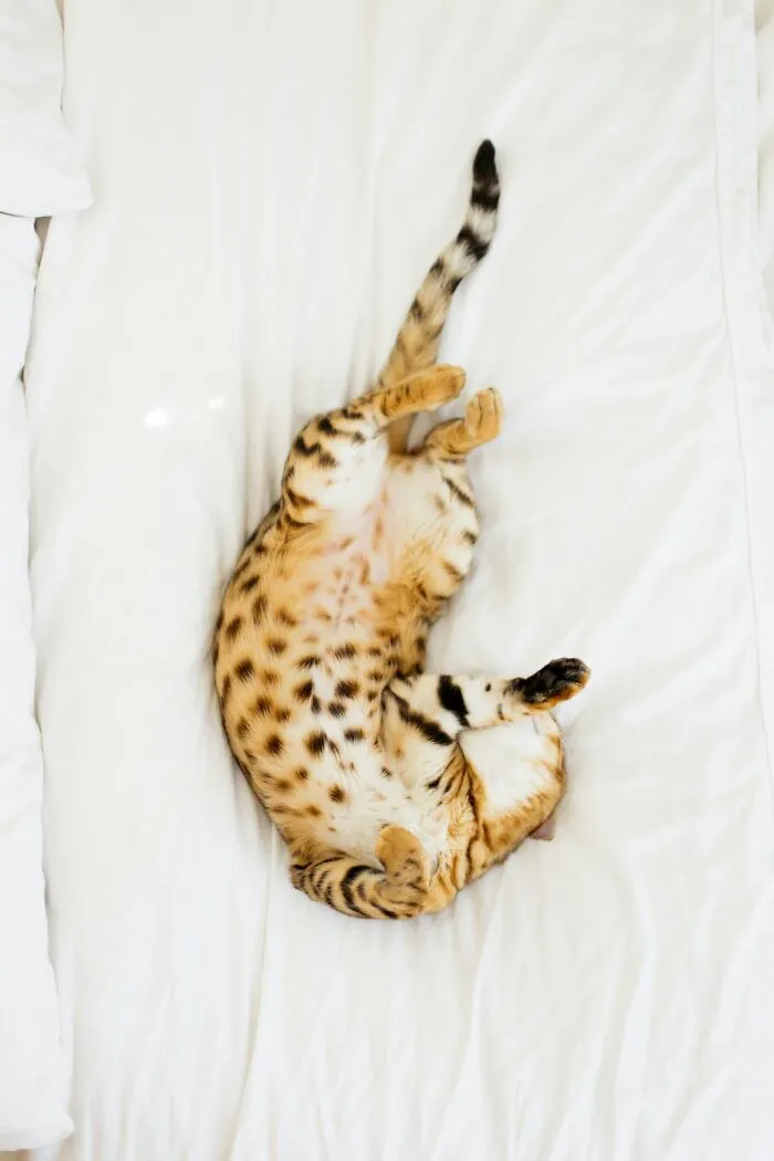 Belly Traps
