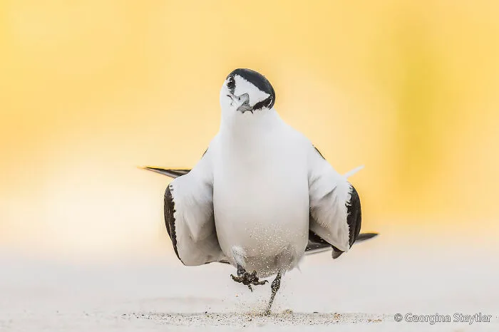 Animal Behaviour: Strutting Tern By Georgina Steytler