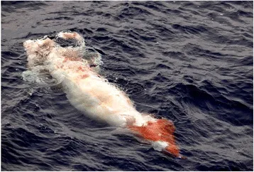 30 Strange Cases That Had Everyone Guessing Wrong Until The Truth Finally Clicked