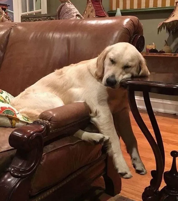 64 Wholesome Animal Photos Shared By This Page That Might Make You Smile Without Even Trying