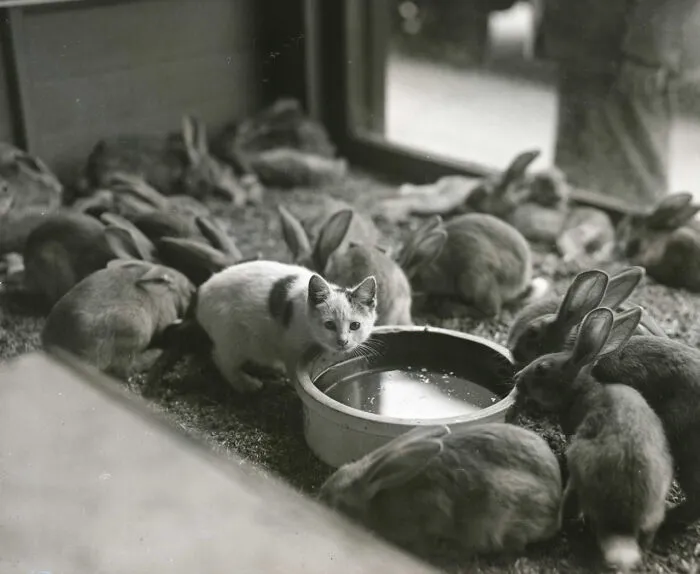 A small cat among many rabbits near a water dish, an interesting photo of intact creatures.