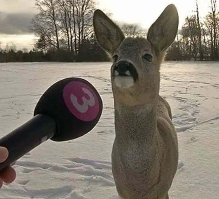64 Wholesome Animal Photos Shared By This Page That Might Make You Smile Without Even Trying