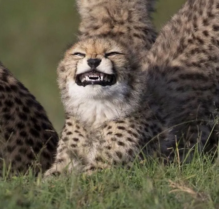 64 Wholesome Animal Photos Shared By This Page That Might Make You Smile Without Even Trying