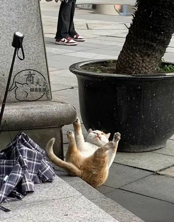 64 Wholesome Animal Photos Shared By This Page That Might Make You Smile Without Even Trying
